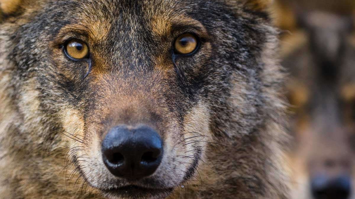 Investigadores del MNCN proponen un método de seguimiento que permite  evaluar la situación real del lobo 