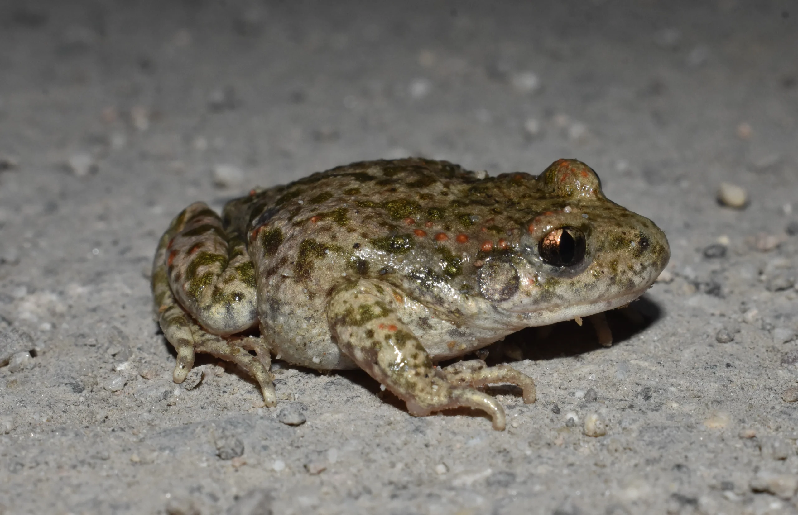 Documentan la introducción accidental de una especie alóctona de sapo partero en Madrid