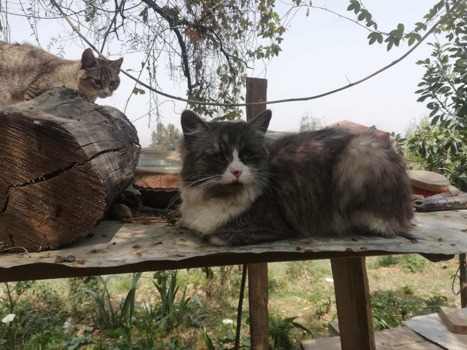 Los gatos, el poeta y el viento de septiembre