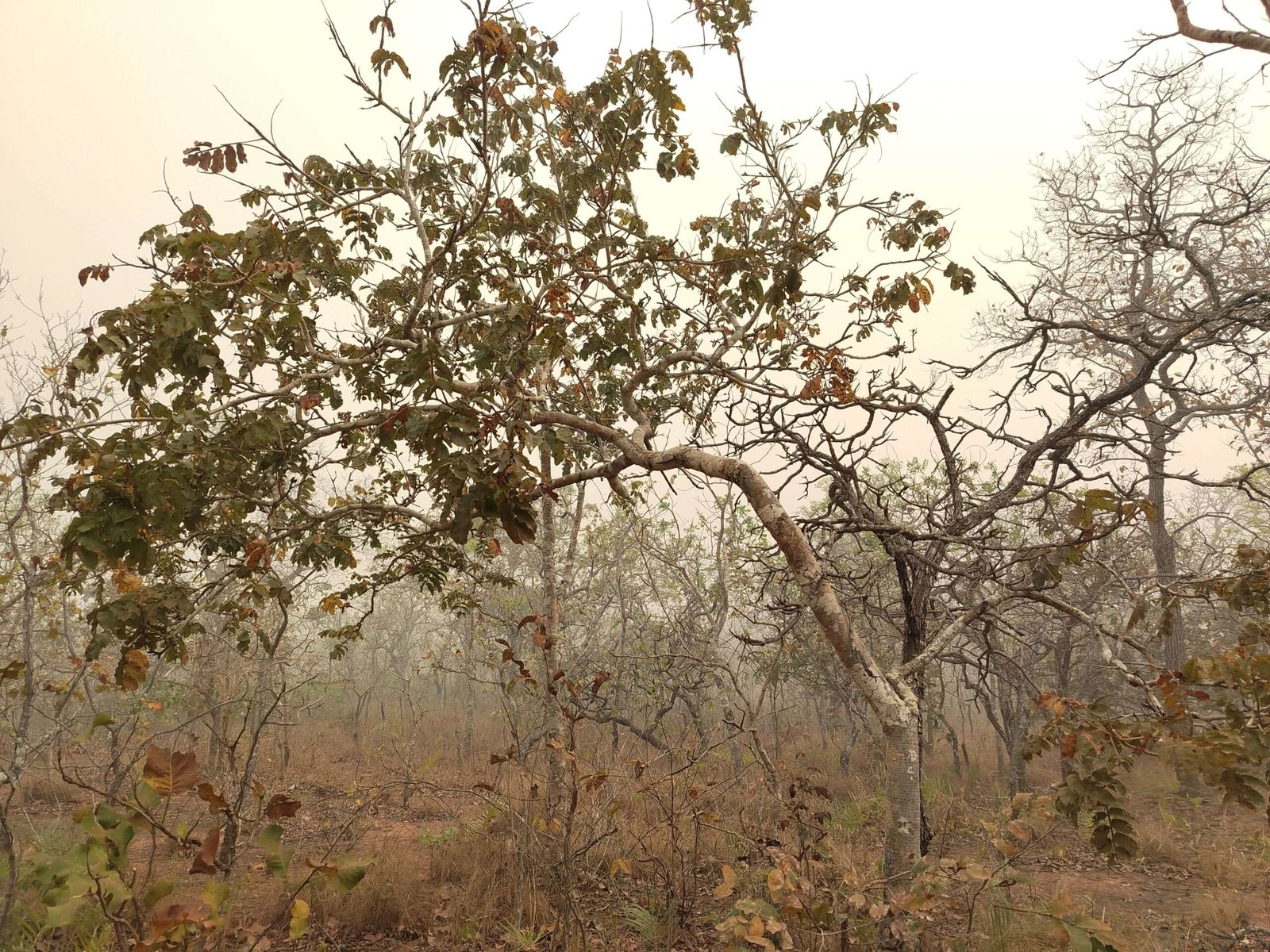 Mujeres conservan la almendra chiquitana y un bosque cercado por el fuego