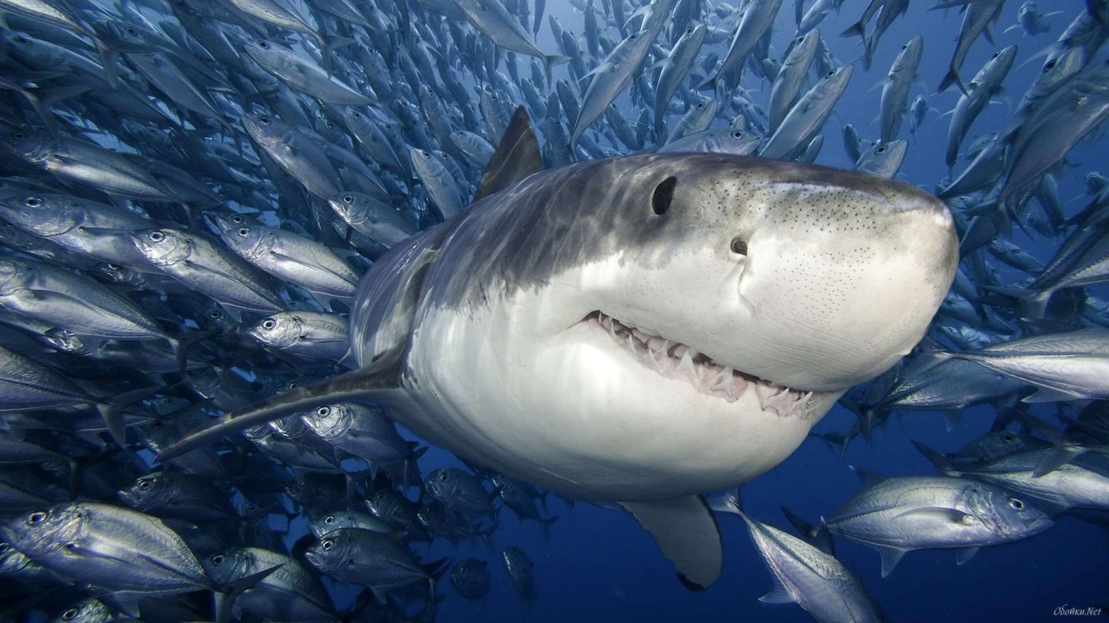 El CSIC lidera un proyecto para mejorar la conservación de los tiburones en el Mediterráneo