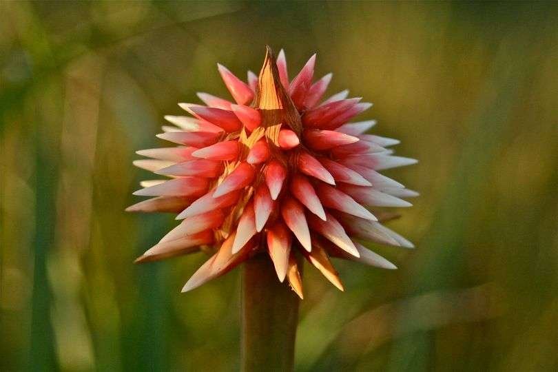 Inírida, la flor eterna de nuestra entropía