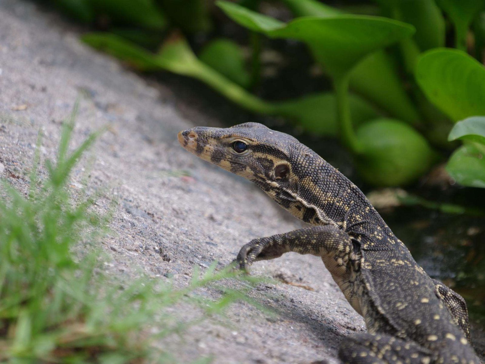 La ciencia ciudadana revela la colonización urbana de una especie de lagarto en el sudeste asiático