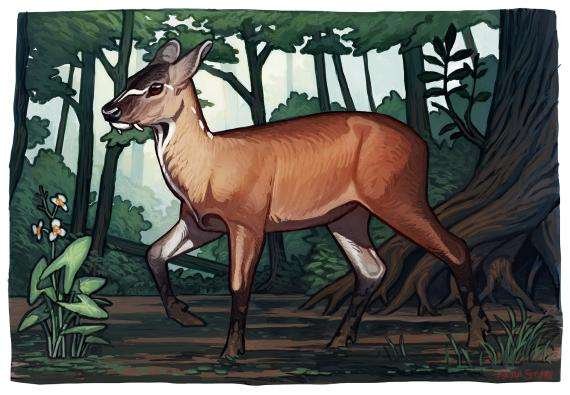 Nuevos fósiles del misterioso «Amphimoschus» revelan claves sobre la evolución de los rumiantes