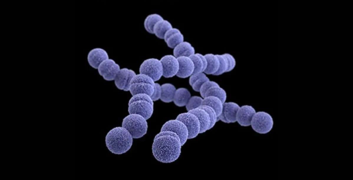 Streptococcus pyogenes: Salud recomienda a hospitales ediles hacer vigilancia epidemiológica