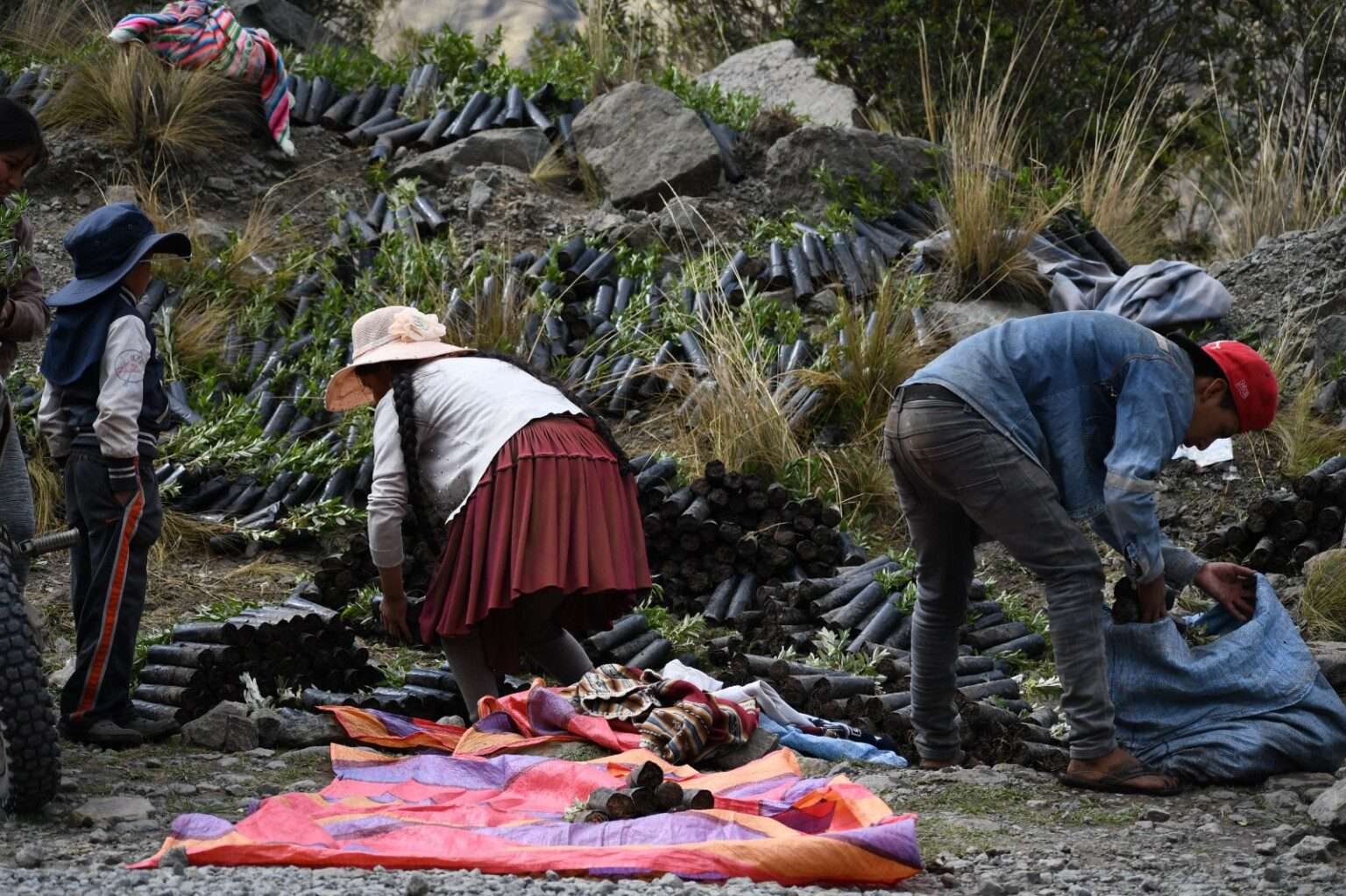 Reforestación en Parque Nacional Tunari: Armonía busca llegar al millón de plantines nativos reforestados