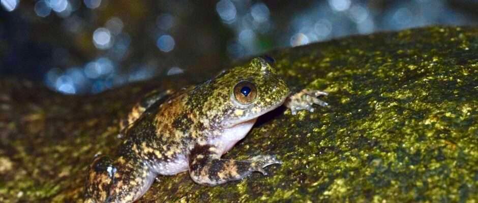 Ejemplar adulto de "Barbourula busuangensis". / Marta Miñarro