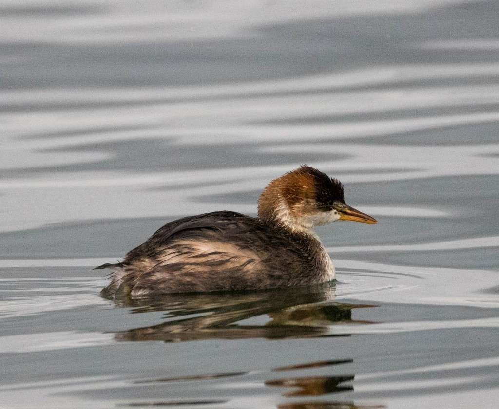 La keñola lucha por sobrevivir en el lago más alto del mundo