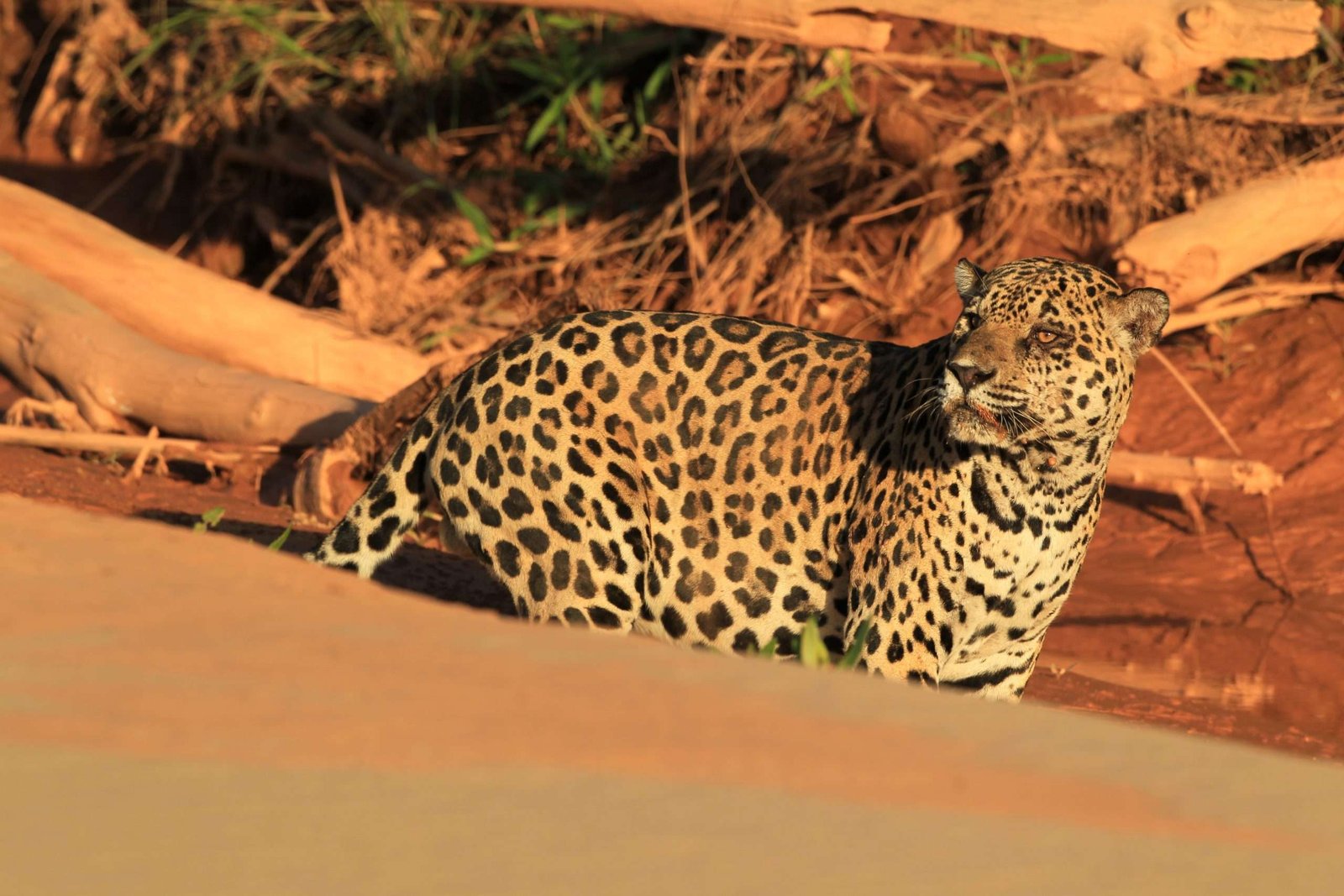 Gobierno boliviano le da la espalda al jaguar y busca revertir fallo que protege a la especie en peligro