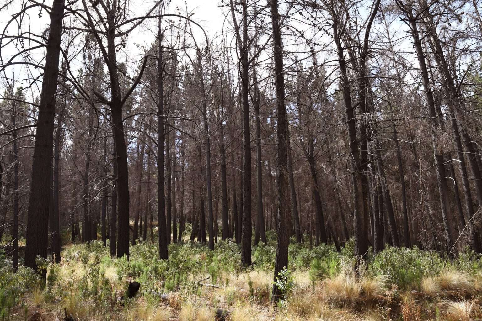 Analizan protocolo de manejo de plantaciones forestales exóticas para prevenir incendios en el Parque Nacional Tunari