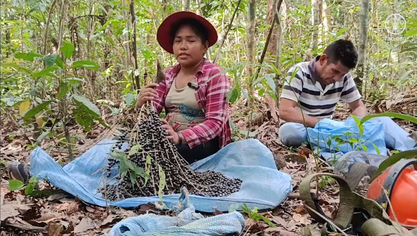 Con el asaí, las mujeres impulsan un futuro sostenible en la Amazonía
