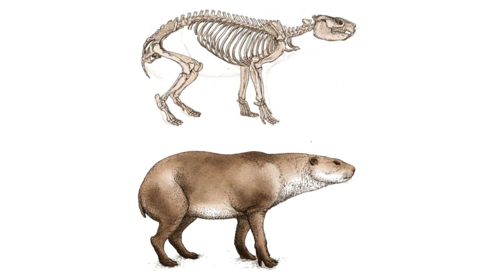 Un análisis tafonómico documenta dos nuevos géneros de hace 200.000 años en Córdoba, Argentina