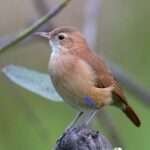 Tierra color cobalto