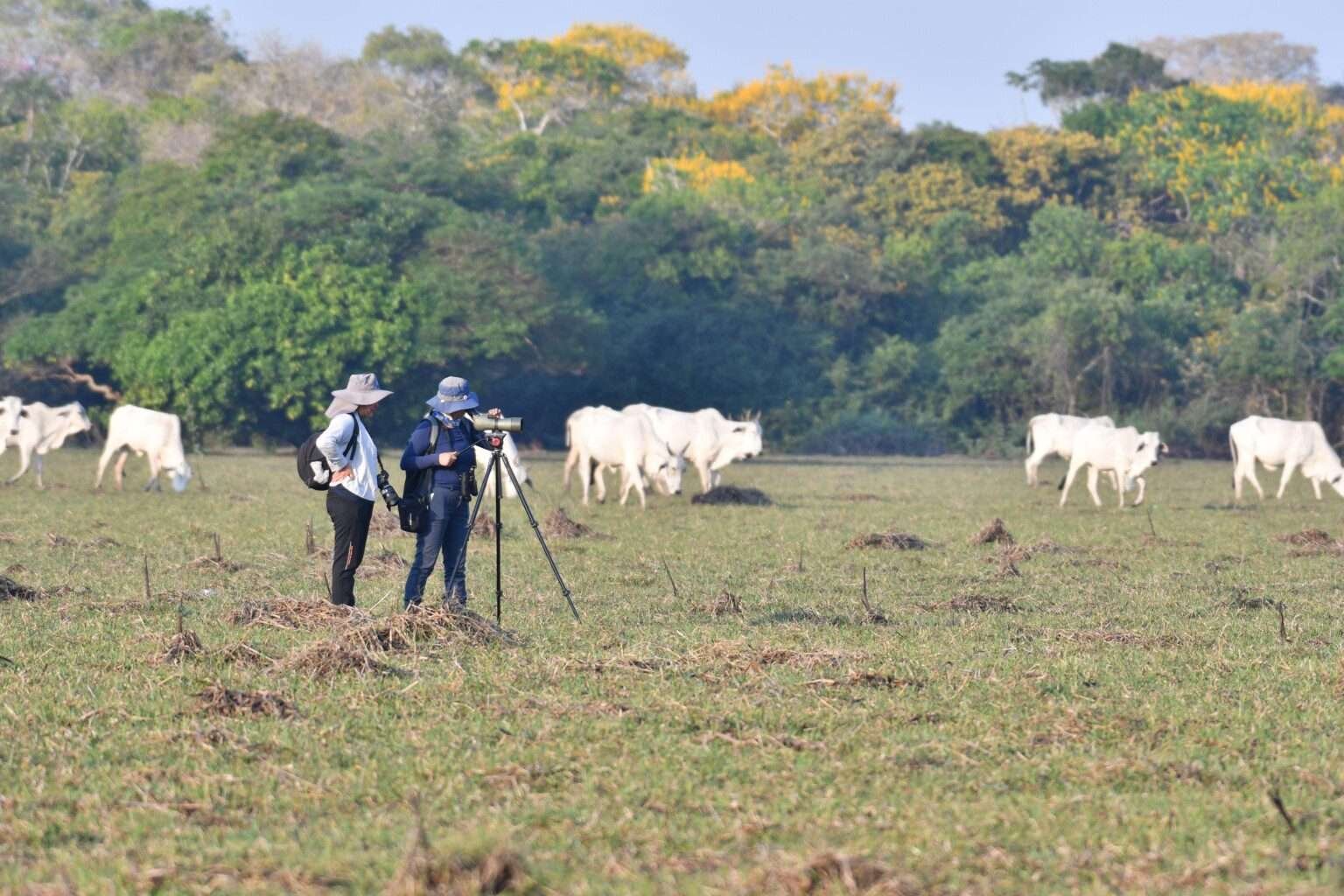 El monitoreo de aves playeras se expande: de la Reserva Barba Azul a tres sitios adicionales en los Llanos de Moxos