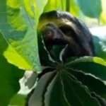 Bolivia entre el mito del cambio y la sombra del Chapare