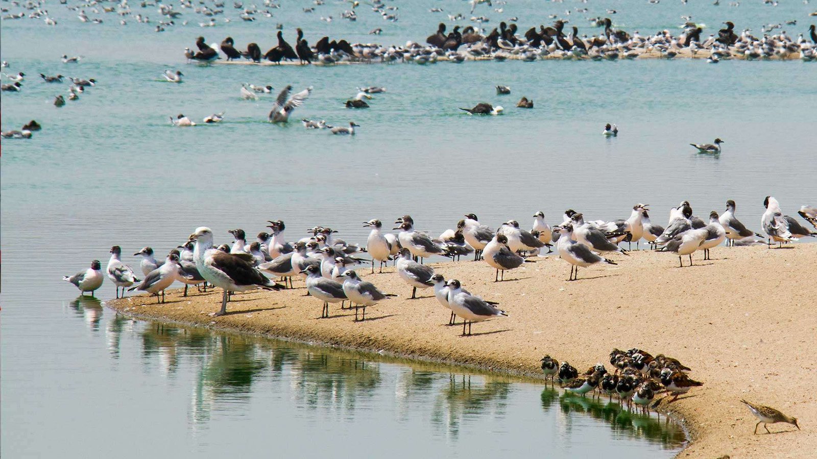 Desarrollan un modelo hidrológico que permite predecir el comportamiento de las aves migratorias