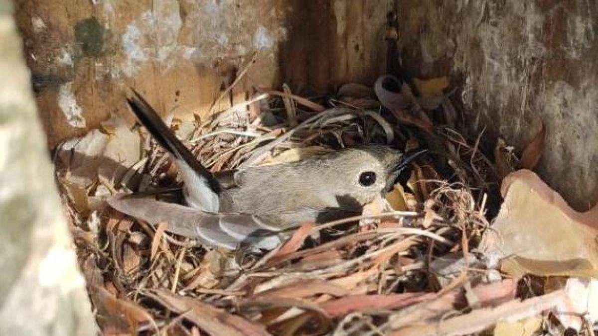 Demuestran que la carga parasitaria altera el comportamiento reproductivo de las aves