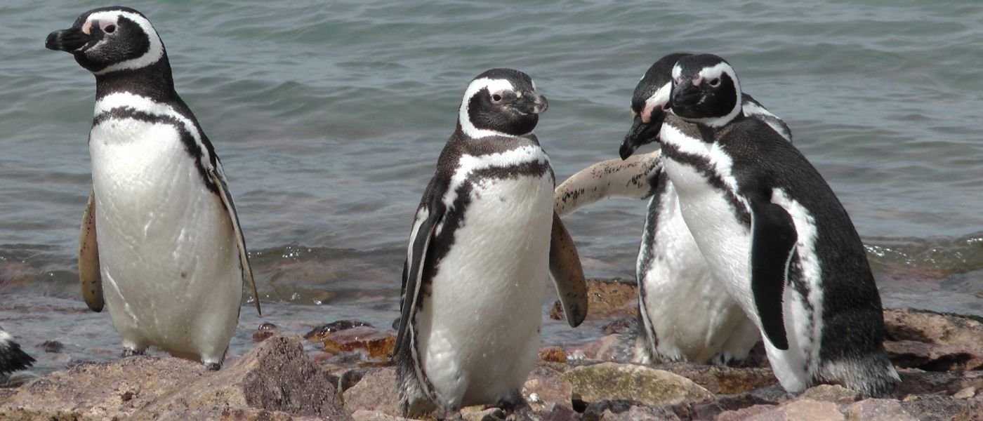 Investigadores definen la importancia de la “economía circular de las aves marinas”