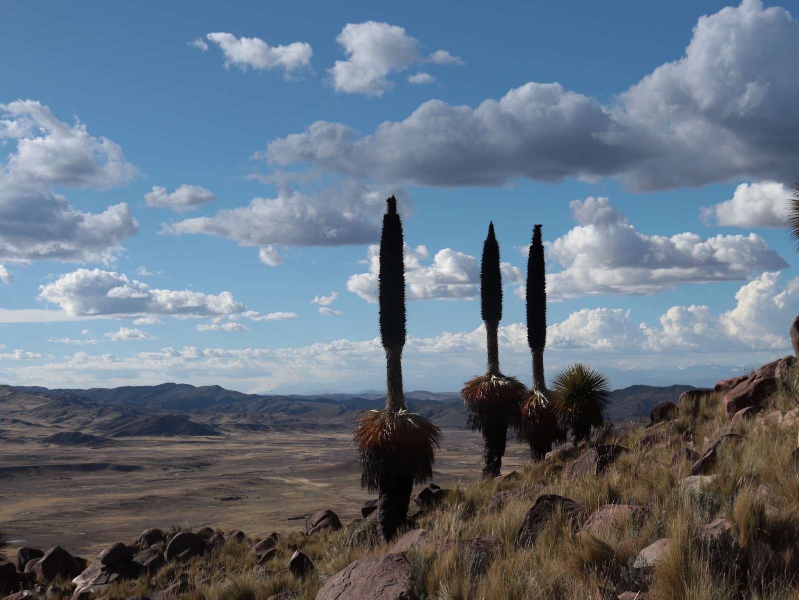 Comanche cierra proyecto de conservación de la Puya raimondii y apuesta por el turismo comunitario sostenible