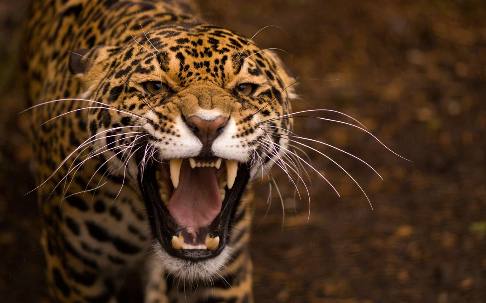 Jaguar en peligro: Bolivia frente al desafío de conservar al gran felino de América