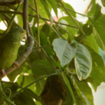 Antología de mujeres poetas del surrealismo