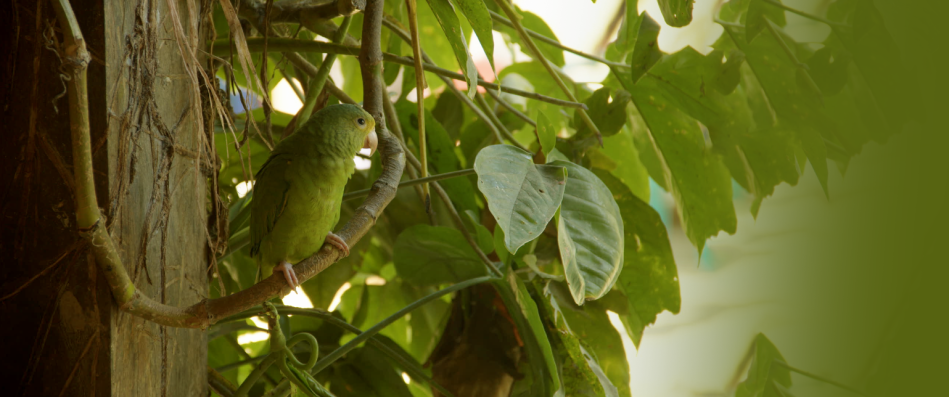 Restricciones a la minería