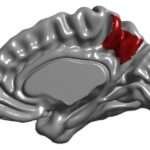 Descontrolada proliferación de candidatos