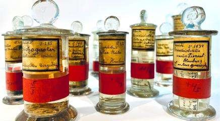 Proponen descodificar el ADN de los ejemplares tipo para mejorar nuestro conocimiento de la biodiversidad