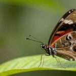 Los Gadafi y el vacío del liderazgo heredado