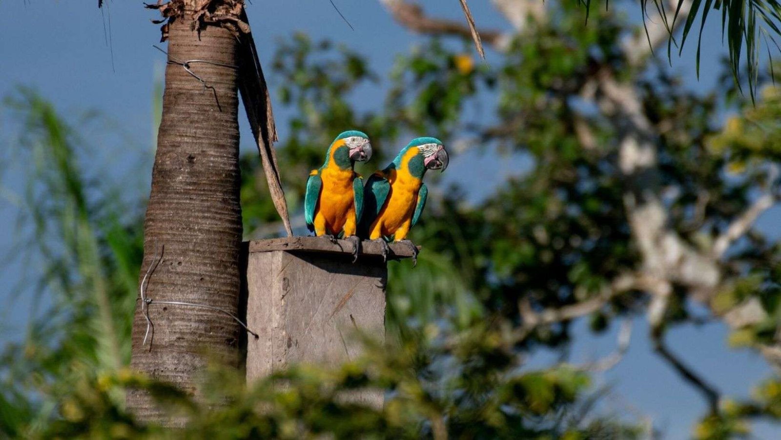 Récord: 19 pichones de Paraba Barba Azul volaron desde las cajas nido en 2025, un éxito más en la iniciativa de preservación de esta especie
