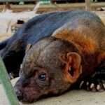 Del Homo universalis al líder empático: La inteligencia en la era del algoritmo