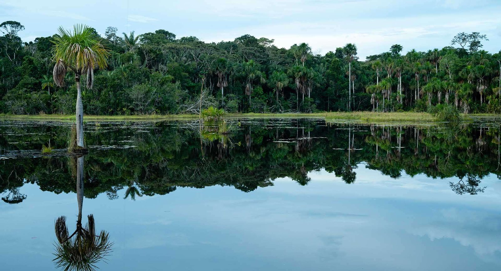 Bosques tropicales: la despensa y farmacia de los pueblos indígenas