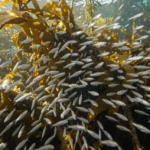 El comunista que leía sobre Hobsbawm: lecciones de un retiro en Cochabamba