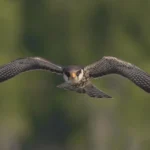 El laberinto de nuestros votos