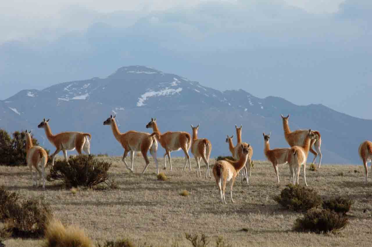 Del altiplano boliviano a la Patagonia: la batalla por la supervivencia del guanaco