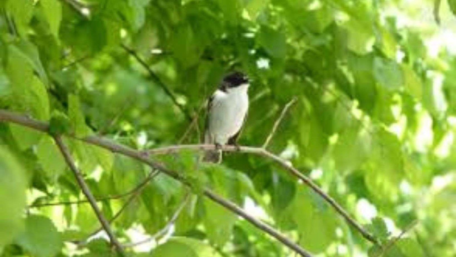 Cambiar de pareja aumenta el éxito reproductivo de los papamoscas cerrojillos