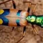 La gobernabilidad en el laberinto: el imperativo de un pacto para destrabar el Estado