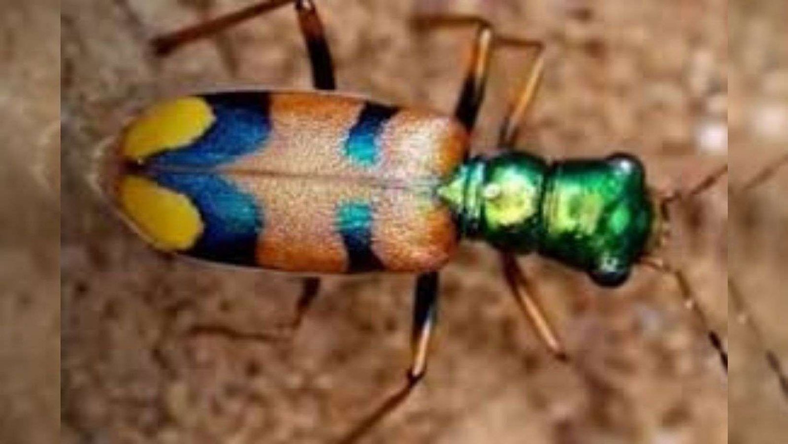 Escarabajo endémico de Bolivia ganó concurso mundial de conservación y hoy es un símbolo mundial