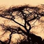 Entre ferias y pose cultural, Bolivia sigue leyendo poco