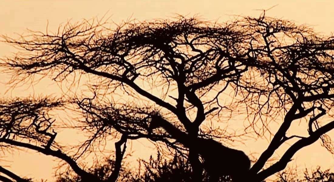 ¿Y si me fuera de África?