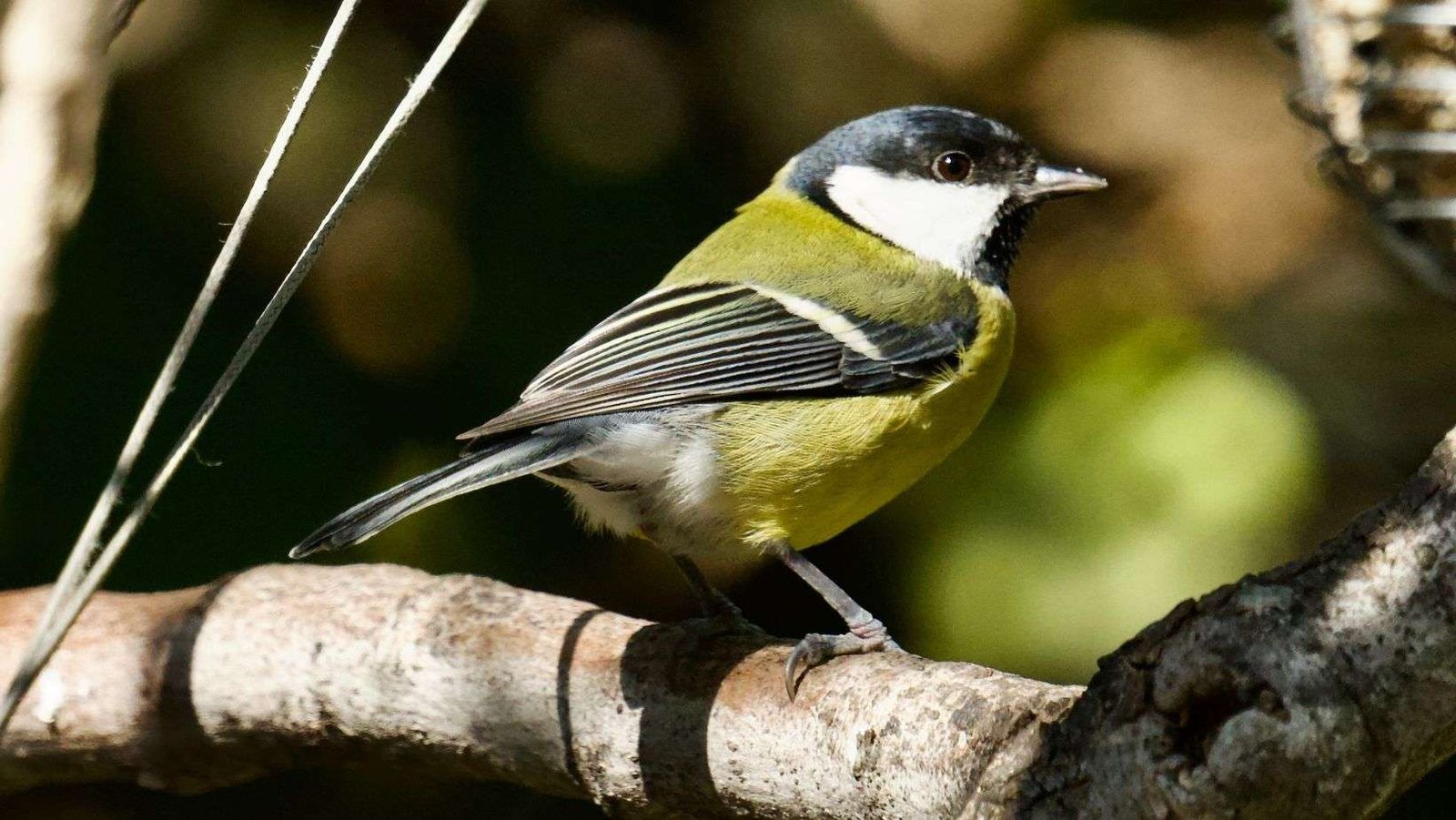 Las variaciones del cambio climático que influyen en la interacción entre aves y parásitos dependen de la latitud