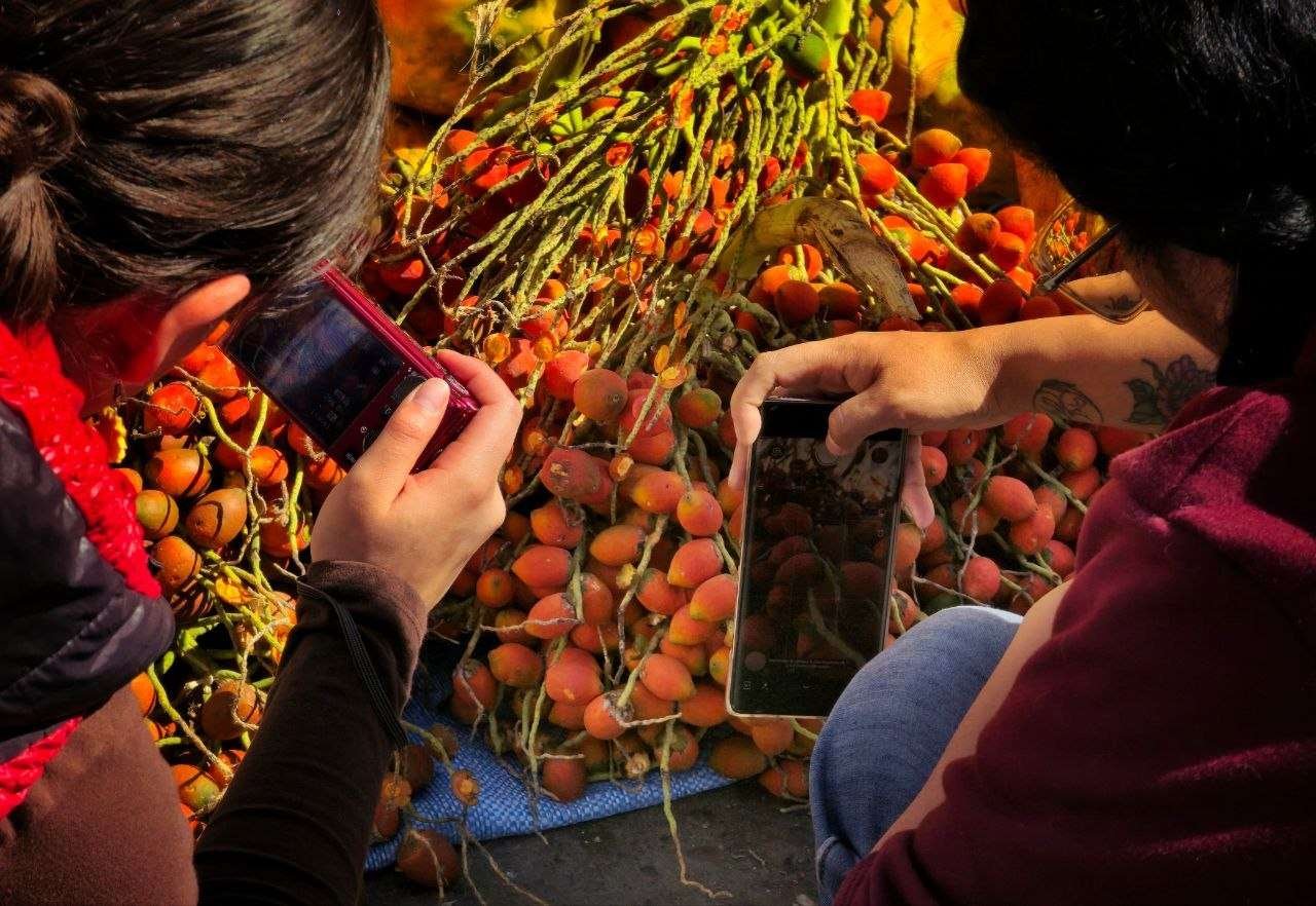 Fotosíntesis: narrativas visuales con alimentos locales llegan al MUSEF