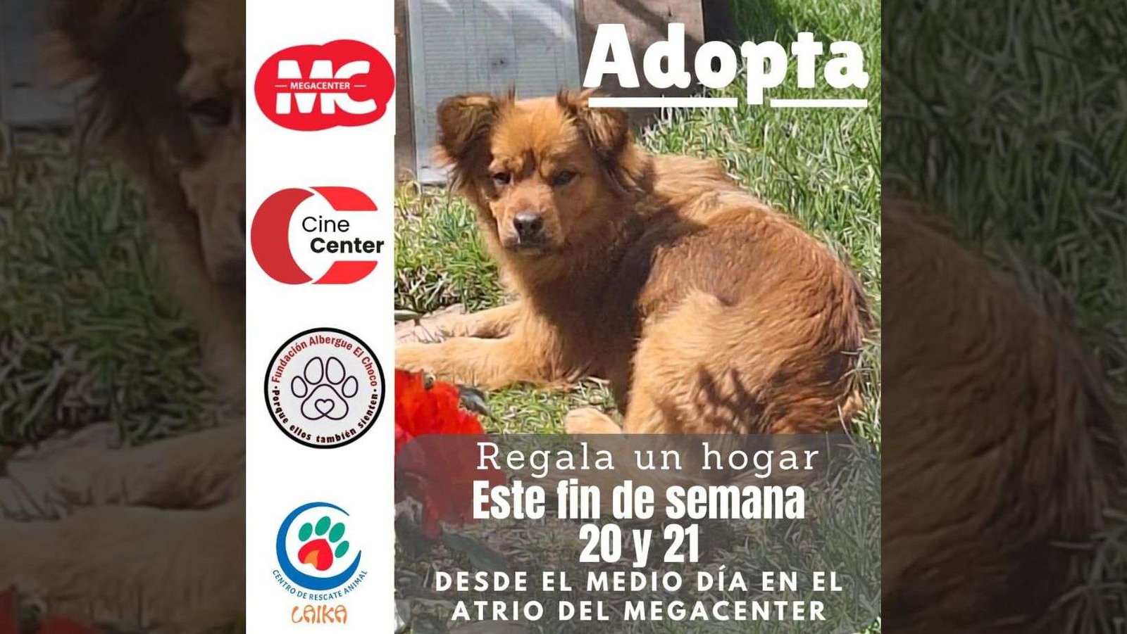 Adoptar es el mejor final feliz: Cine Center y Megacenter impulsan feria de adopción