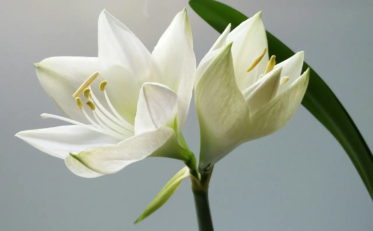 Amarilis en invierno