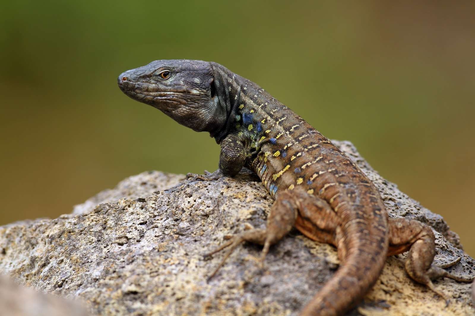 Las colonias de gatos en Tenerife reducen las poblaciones de lagarto tizón y también su tamaño corporal