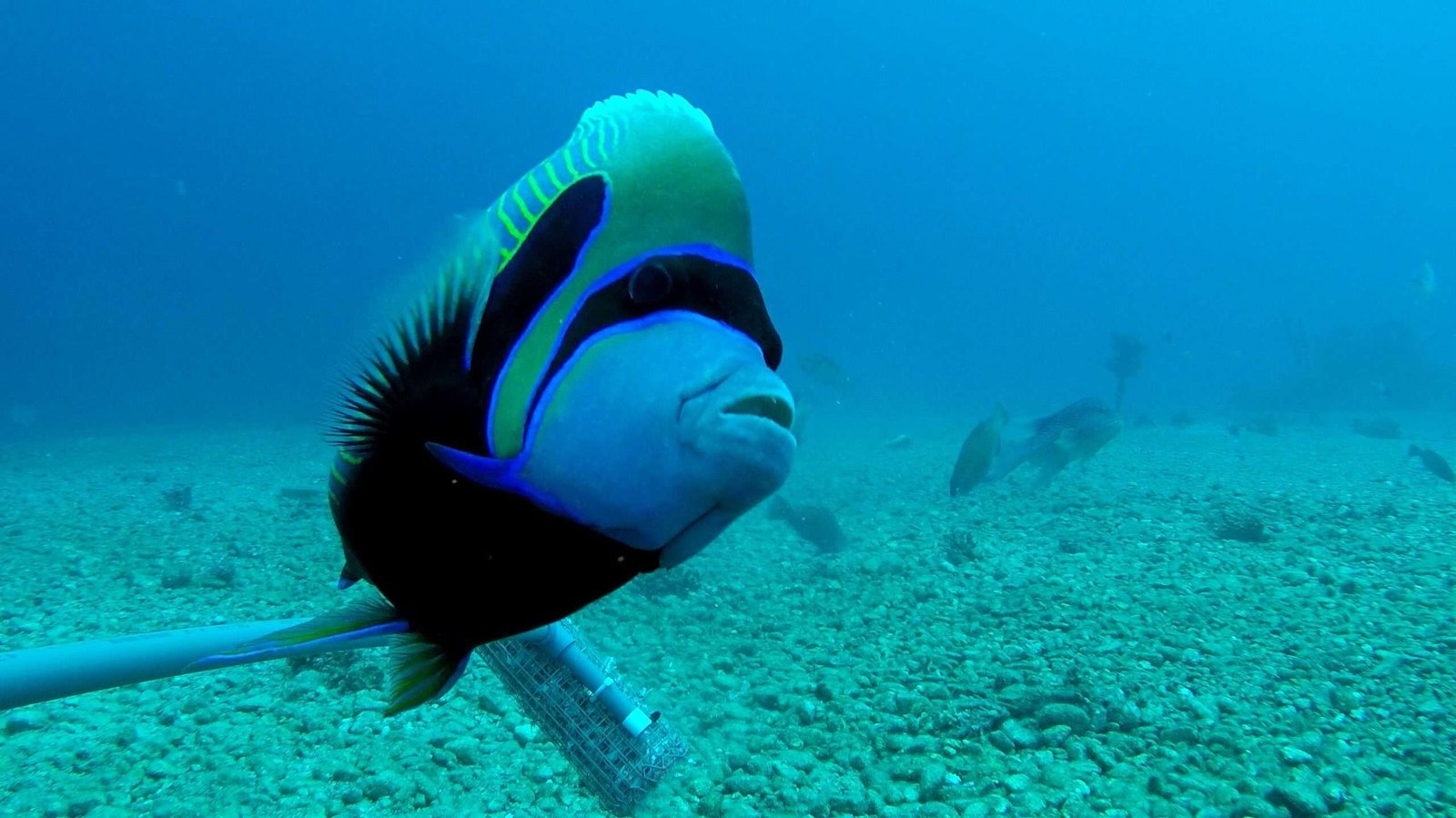 Predicen qué peces del Mar Rojo colonizarán antes el Mediterráneo poniendo en peligro a las especies autóctonas