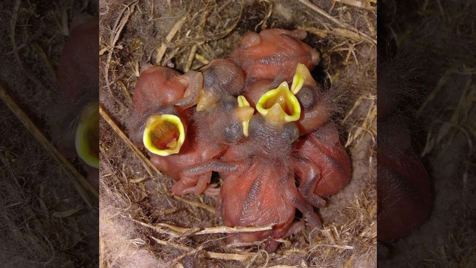 Los herrerillos adaptan las señales que envían a sus progenitores para competir con sus hermanos