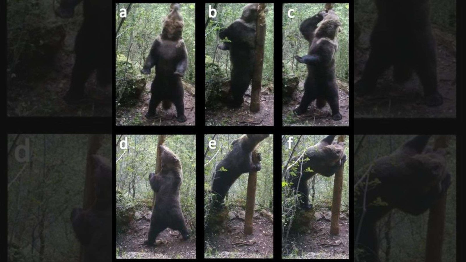 Algunos osos son capaces de ‘mentir’ para parecer más grandes que sus rivales