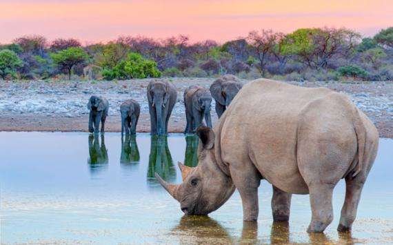 La escasa aparición de nuevas especies determinó el declive de los megaherbívoros africanos