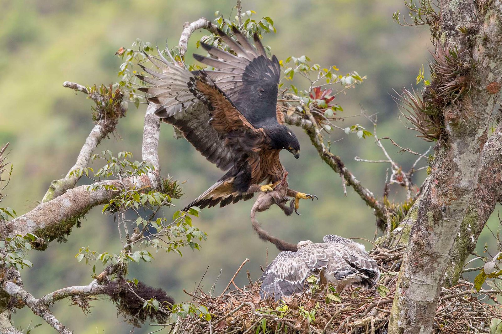 Un estudio revela cómo influye el enfoque y el género de los expertos en la conservación de las aves rapaces